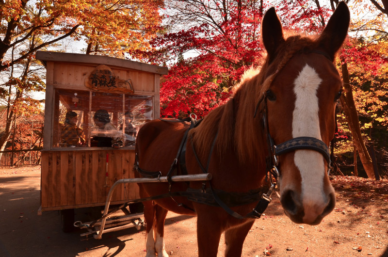 20171017aomoriya42.jpg