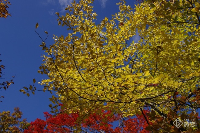 第2回 小さい秋を求めて、紅葉と展望の名所へ 〜城峰山(埼玉県秩父市・皆野町・神川町) 旅恋 旅に恋するウェブマガジン
